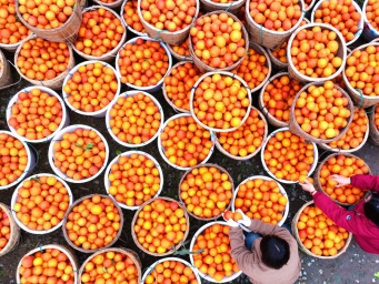 四川仁寿：小血橙 大产业