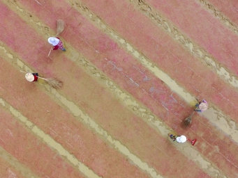 江西进贤县：二季晚稻育秧忙