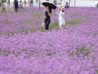 Sea of verbena flowers mesmerizes visitors in Harbin