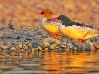 全民爱鸟护鸟！广东多举措筑牢野生动物保护防线