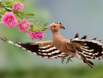 2790种！全国首份跨省生物多样性调查成果发布