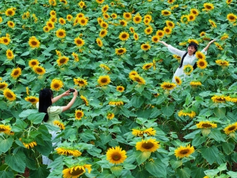 四川仁寿：葵花朵朵开 美景引客来