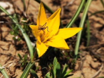 内蒙古克什克腾旗“立体”守护“消失”40余年的蒙古郁金香